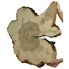 Plaster Wiązu dł. 73 cm/gr.6 cm / Szlif z Korą / Unikat 093532