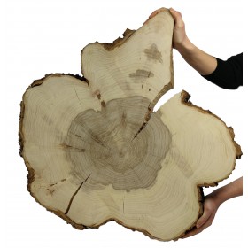 Plaster Wiązu dł. 66 cm/gr.6 cm / Szlif z Korą / Unikat 093916