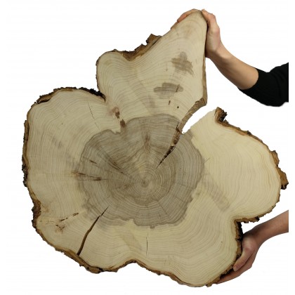 Plaster Wiązu dł. 66 cm/gr.6 cm / Szlif z Korą / Unikat 093916