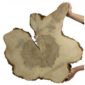Plaster Wiązu dł. 70 cm/gr.6 cm / Szlif z Korą / Unikat 094418