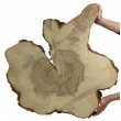 Plaster Wiązu dł. 70 cm/gr.6 cm / Szlif z Korą / Unikat 094418