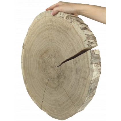 PLASTER DREWNA krążek 40-45cm gr 5,0 DĄB na stół
