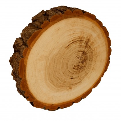 PLASTER DREWNA 20-25 cm Z KORĄ krążek dewniany