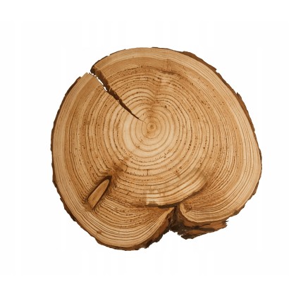 UNIKATOWY PLASTER MODRZEWIA 25-30cm Z KORĄ 132258