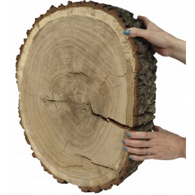 PLASTER DREWNA DĄB BLAT UNIKAT dł 60 cm CM 145441