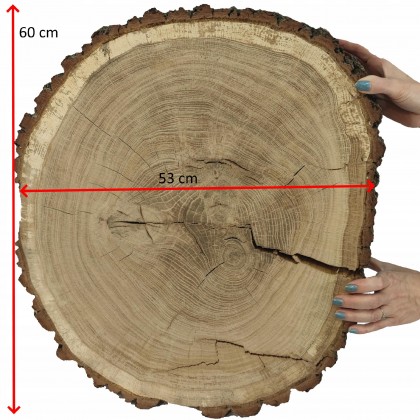 PLASTER DREWNA DĄB BLAT UNIKAT dł 60 cm CM 145441